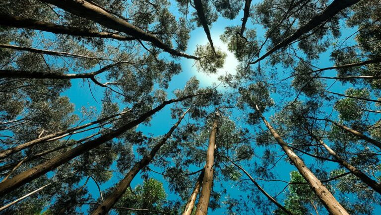 The image depicts a dense forest with numerous tall trees. The viewpoint is looking upward towards the sky, capturing the canopy of the forest. Sunlight filters through the tree tops. The image evokes a sense of tranquility and the majesty of nature.